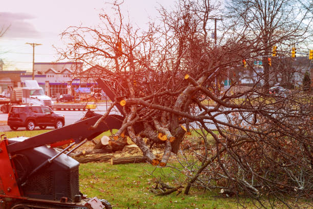 How Our Tree Care Process Works  in  Silver Grove, KY