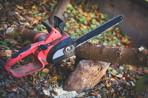 Silver Grove, KY Tree Care Company